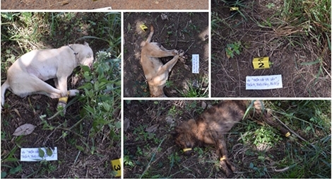 Truy tìm băng nhóm dùng ô tô Innova đi trộm chó