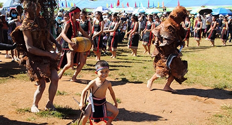 Nắng Dã Quỳ phủ sắc rừng Tây Nguyên