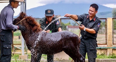 Trải nghiệm lạ ở Đoàn Kỵ binh