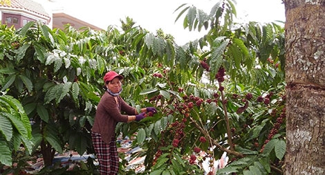 Cao nguyên mùa gió chướng