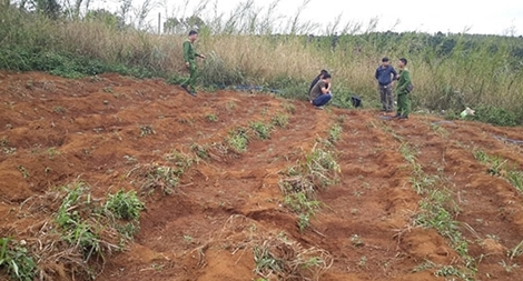 Trồng gần 1.500 cây cần sa trên rẫy