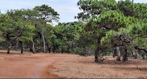 Vụ đề xuất chuyển đổi rừng làm sân golf: Thủ tướng yêu cầu báo cáo