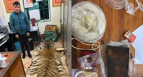 Vận chuyển trái phép sản phẩm nghi da hổ và ngà voi