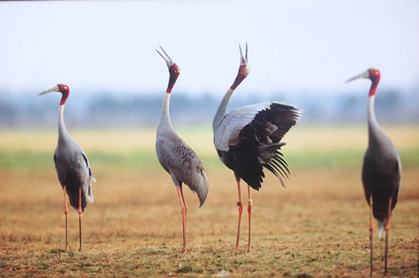 Ngắm loài chim cực quý, nằm trong sách đỏ thế giới | Thị trường NLD