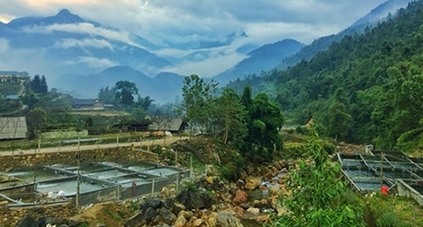 Kiểm soát chặt chẽ cá tầm nhập khẩu