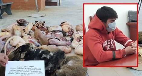 Thu giữ 50 con cầy hương và nhiều thú rừng