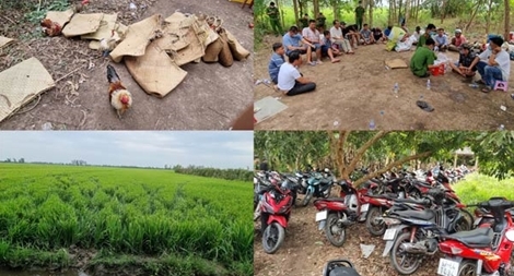 Hàng chục con bạc "xé nát đồng lúa" để thoát thân khi Công an đột kích