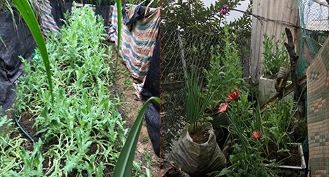 2 anh em trồng gần 350 cây thuốc phiện trong vườn nhà
