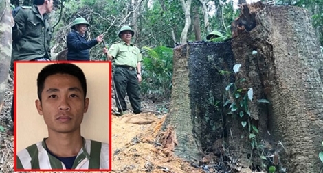 Khởi tố, bắt giam đối tượng cầm đầu vụ khai thác gỗ trái phép