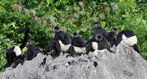 Bảo tồn quần thể Voọc mông trắng tại Hà Nam