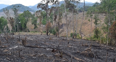 Khởi tố 2 đối tượng về hành vi “hủy hoại rừng”