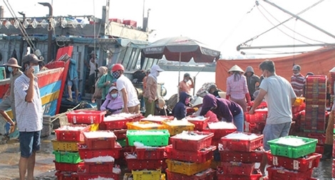 Ngư dân gặp khó vì nguồn tiêu thụ, giá bán hải sản tụt giảm