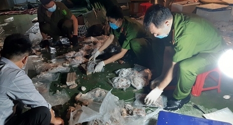 (NÓNG TRONG TUẦN) Giấu ma túy trong dạ dày lợn; phá đường dây cá độ bóng đá 1.500 tỷ đồng