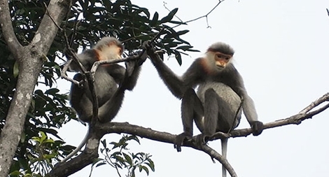 Quảng Nam bảo vệ và phát triển loài chà vá chân xám quý hiếm