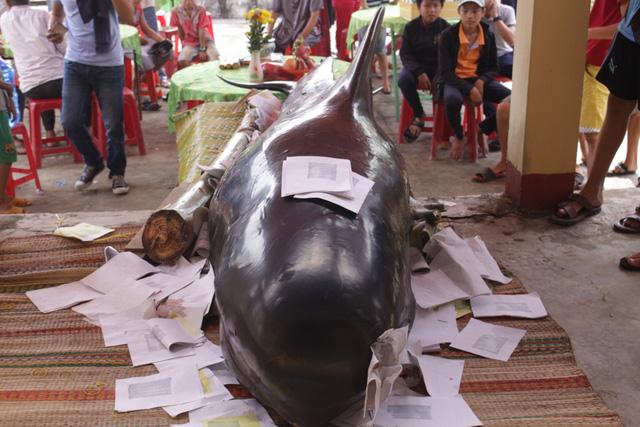 Lại thêm cá “Bà Chuông” khổng lồ dạt vào bờ biển Quảng Ngãi