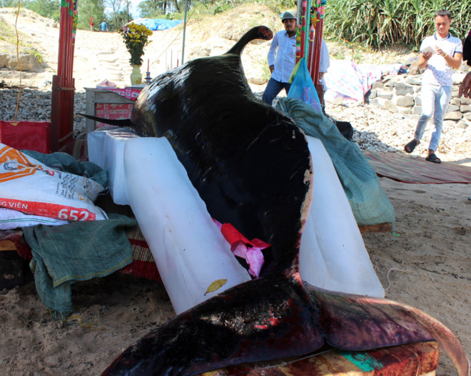 Cá “Ông Chuông” 700kg dạt vào bờ biển Quảng Ngãi