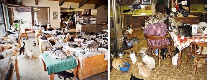 Người phụ nữ sống với hơn 1.000 con mèo