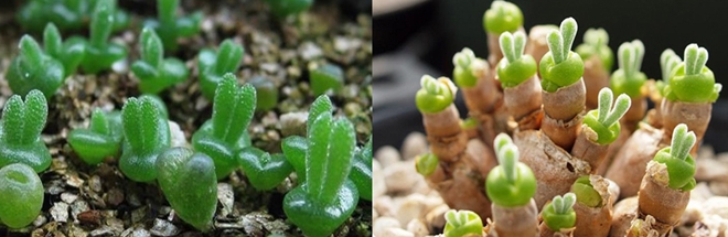 Kỳ lạ cây sen đá có hình hoa hồng xanh 