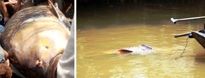 Bắt được cá hô "khủng" trên sông Đồng Nai