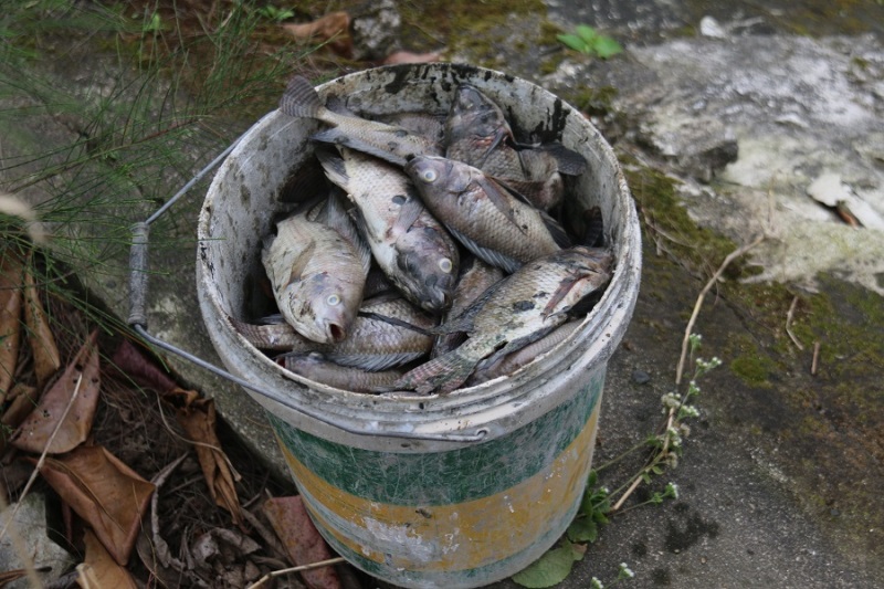 Người dân vớt từng xô cá chết dọc kênh ở Đà Nẵng   