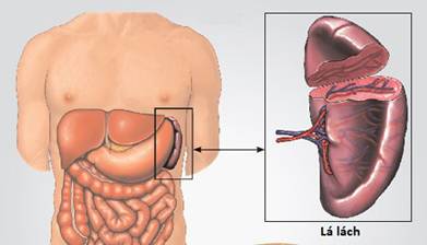 Khi bị chấn thương lách, người bị ảnh hưởng như thế nào? 
