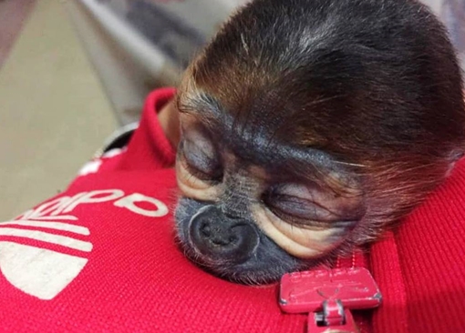 Du khách "cứu” Voọc Chà Vá bị thương trên bán đảo Sơn Trà