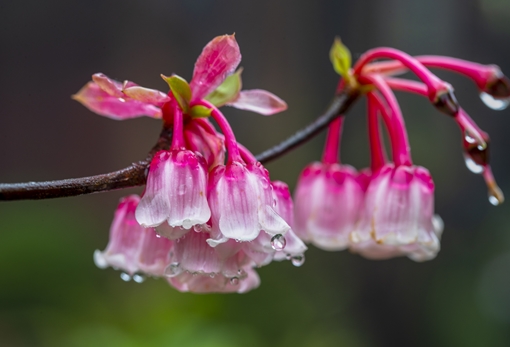 Độc đáo hoa đào chuông chỉ có duy nhất ở Đà Nẵng