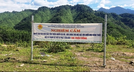 Lập 10 chốt ngăn chặn khai thác, tận diệt cây Ươi 