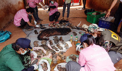 Sốc với những ông "sư hổ mang" đi buôn lậu... hổ