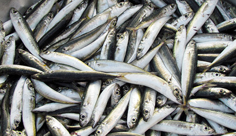 Sau vụ cá nục nhiễm chất cực độc Phenol, khó tiêu thụ được cá