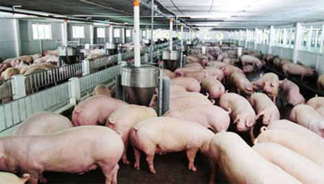 Những khác biệt văn hóa trong thế giới mở