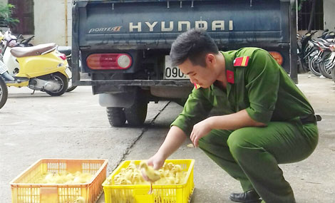 Thu giữ gần 12.500 con vịt giống Trung Quốc nhập lậu