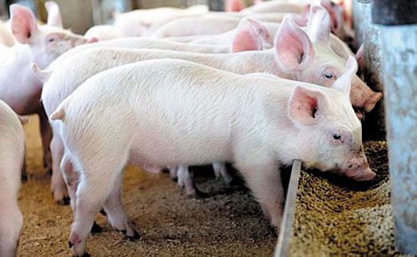 Nỗi niềm ai tỏ?