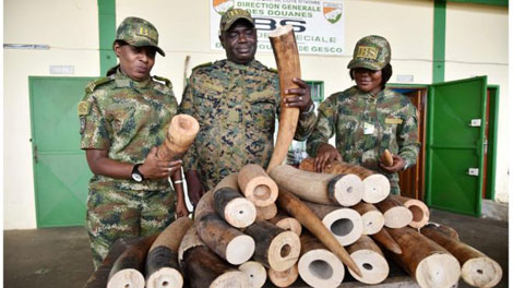 Mạng lưới tội phạm Đông Á lũng đoạn thị trường buôn bán ngà voi Châu Phi