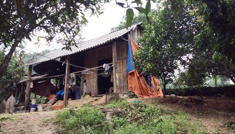 "Dị nhân" trồng rừng trên đảo Tò Vò