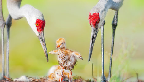 Triển lãm ảnh "Sải cánh hoang dã": Nghệ thuật hướng tới sự giác ngộ
