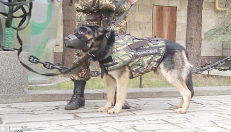 Áo giáp chống đạn cho… cảnh khuyển