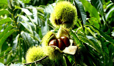 Mùa thu về Trùng Khánh nghe hạt dẻ hát