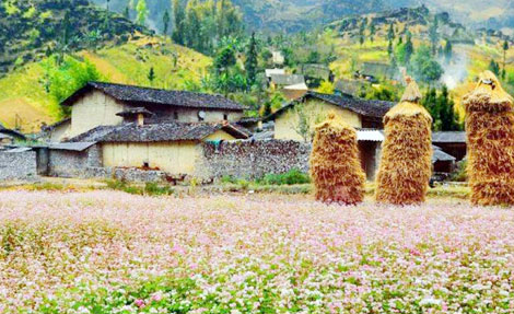 Chớm thu rủ nhau về miền cao nguyên tam giác mạch   