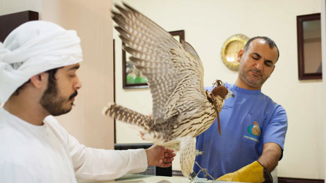 Bệnh viện chăm sóc chim ưng "độc nhất vô nhị" trên thế giới