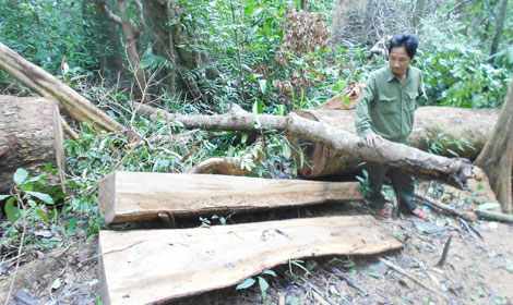 Hàng loạt cây gỗ dổi cổ thụ trong khu vực cấm bị đốn hạ