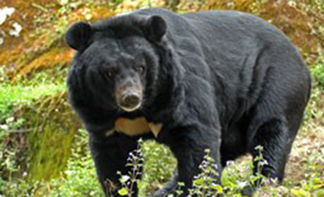 Sau 10 năm bị cấm, buôn bán trái phép gấu vẫn tiếp diễn