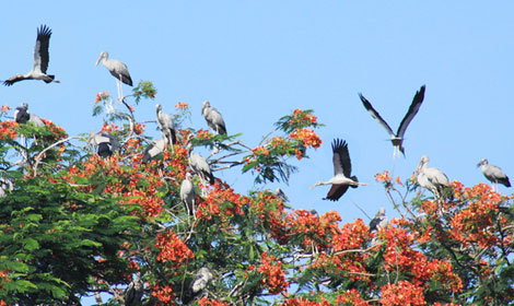 Đảo cò nơi phố Hiến