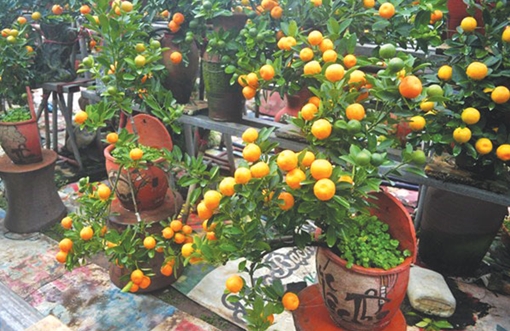 Những nghệ nhân đất vườn