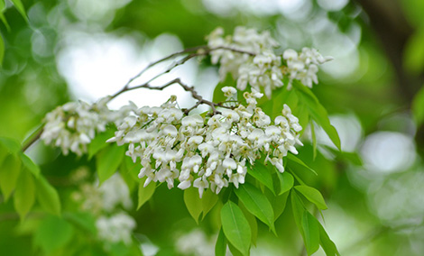 Cõi mộng tháng ba