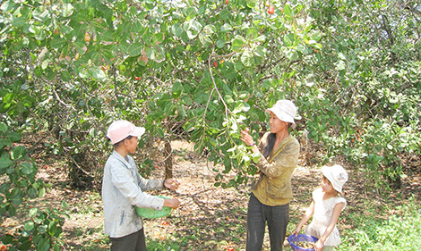Nông dân trồng điều “khóc” vì mưa trái mùa và dịch bệnh