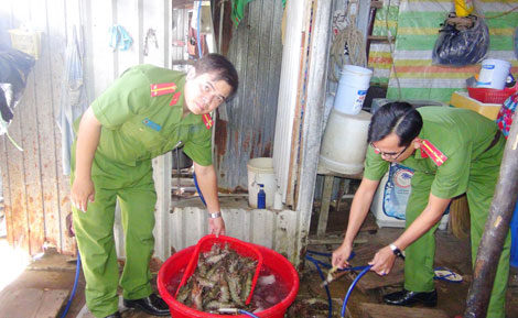 Chính phủ sẽ “tuyên chiến” với hành vi bơm tạp chất vào tôm
