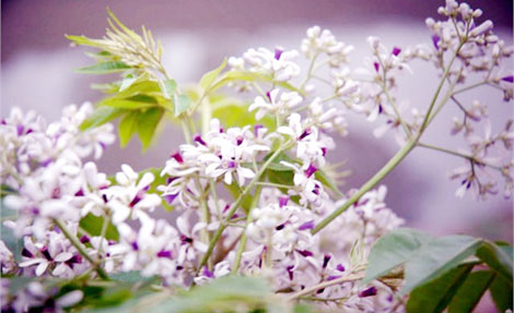 Có một mùa hoa...