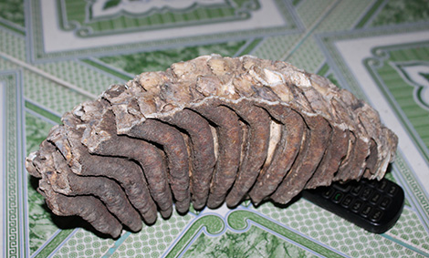 Xôn xao với củ sắn mì “khủng” và “bộ xương hóa thạch”