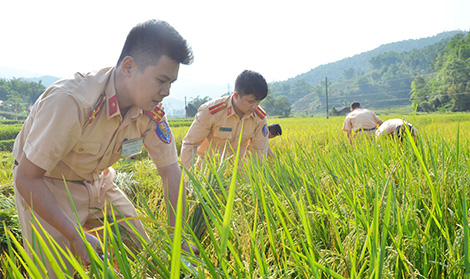 Sắc nắng giữa mùa vàng Điện Biên